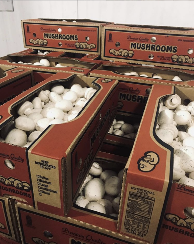 Five Fun Mushroom Facts for Kids & Educators – Mushrooms in Schools